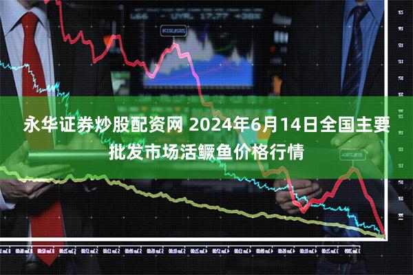 永华证券炒股配资网 2024年6月14日全国主要批发市场活鳜鱼价格行情